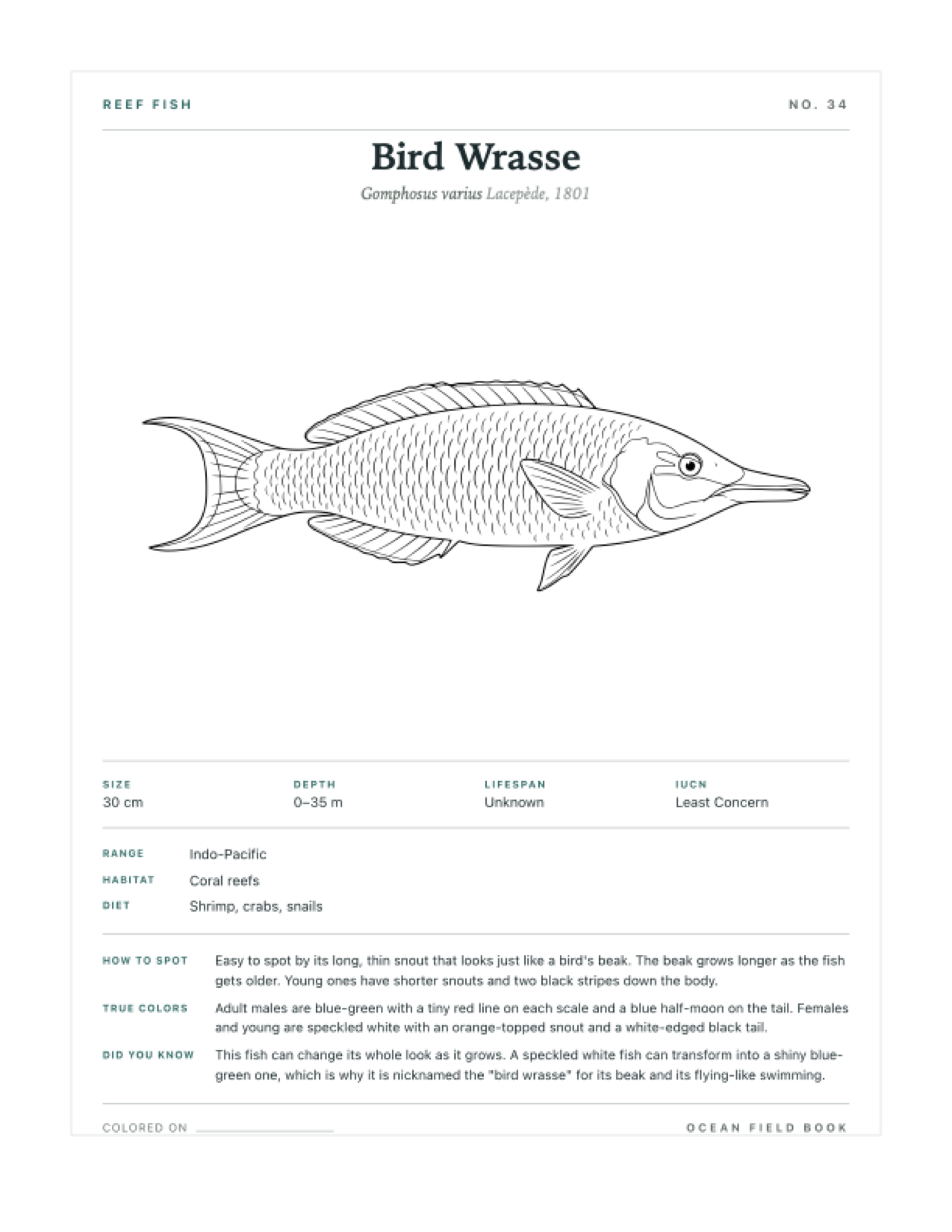 Bird Wrasse coloring page — free printable field guide card