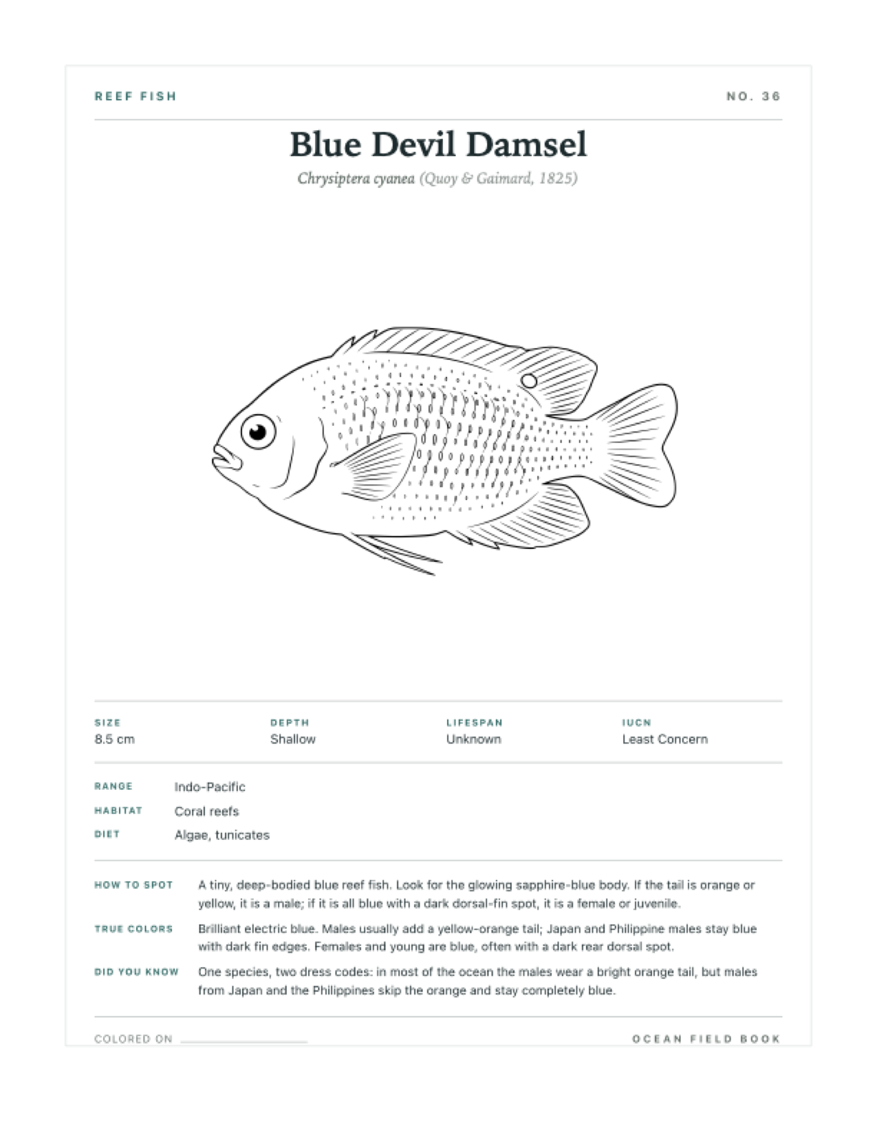 Blue Devil Damsel coloring page — free printable field guide card