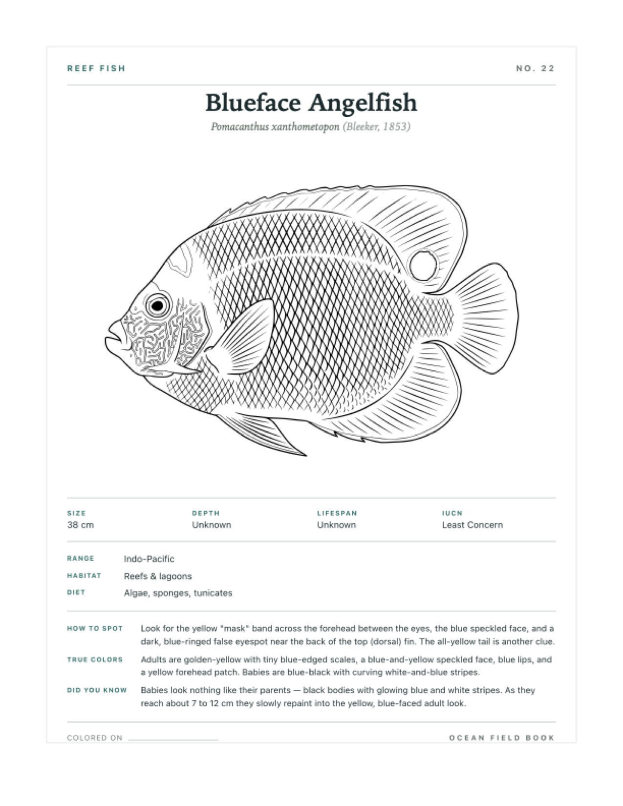 Blueface Angelfish coloring page — free printable field guide card