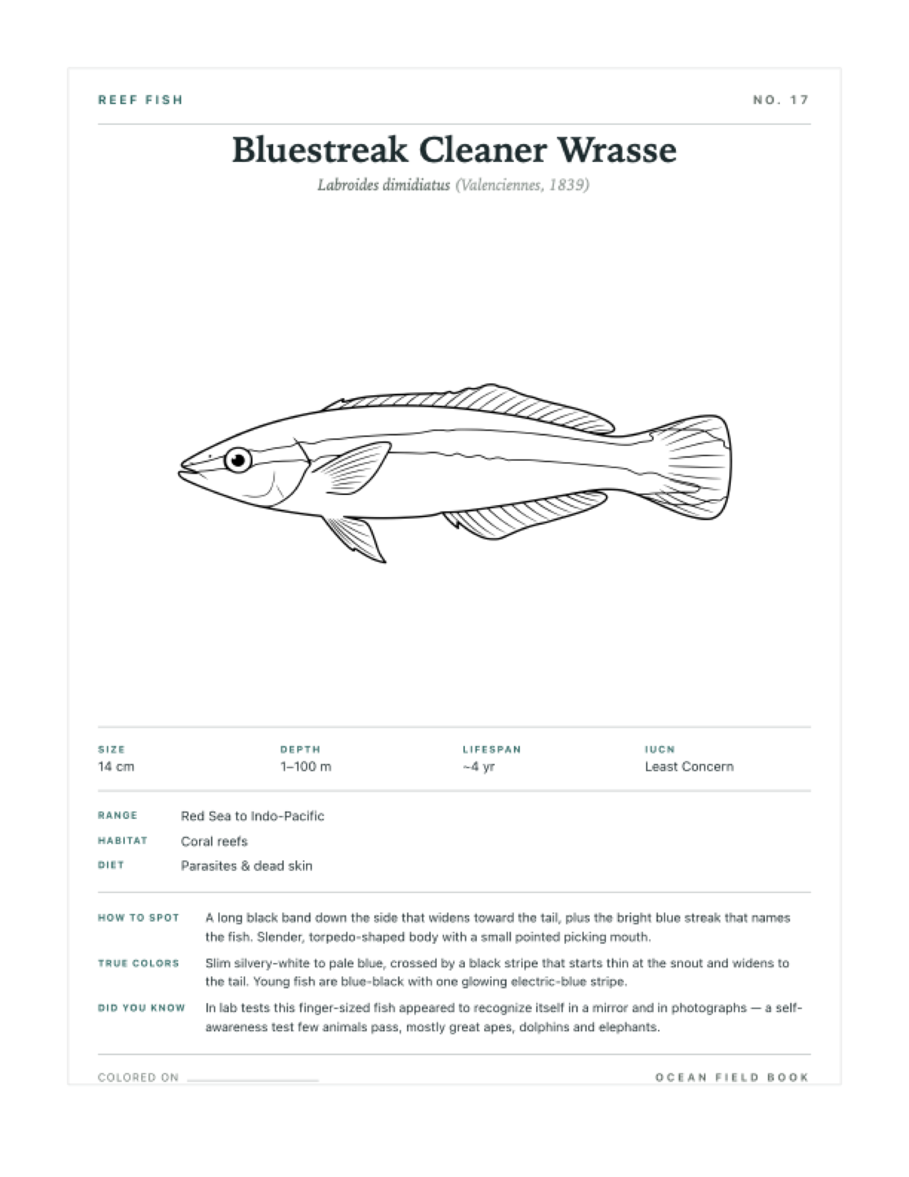 Bluestreak Cleaner Wrasse coloring page — free printable field guide card