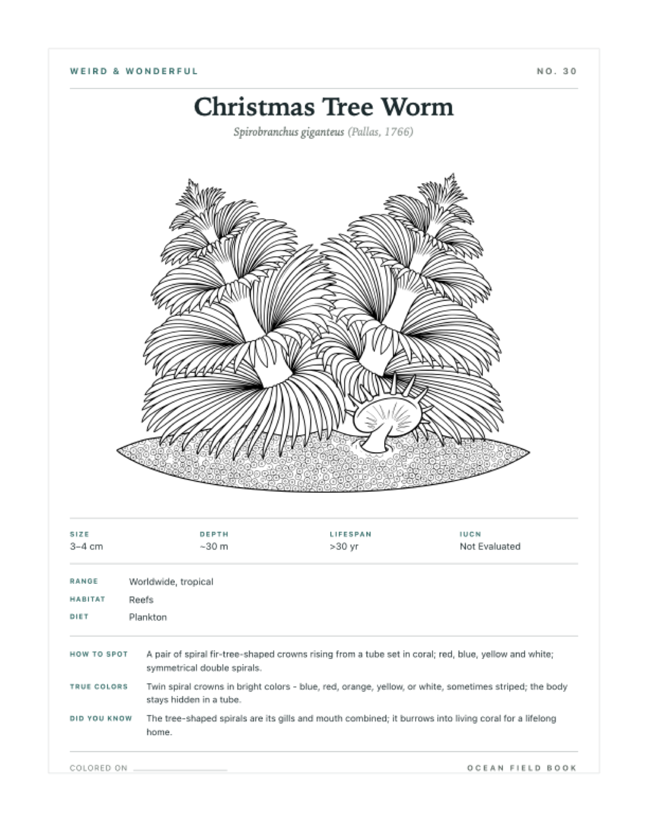 Christmas Tree Worm coloring page — free printable field guide card
