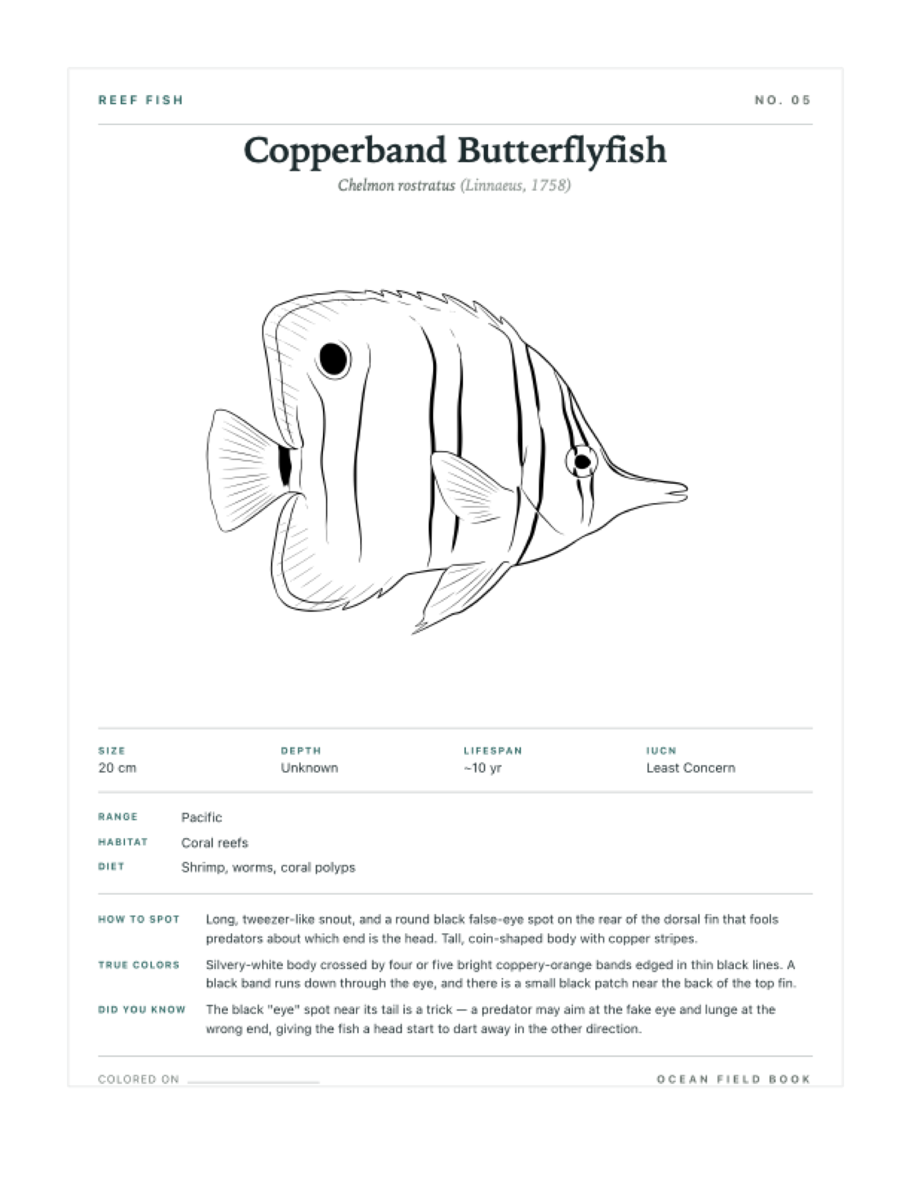 Copperband Butterflyfish coloring page — free printable field guide card