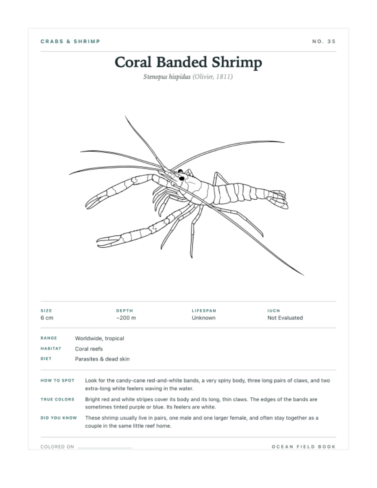 Coral Banded Shrimp coloring page — free printable field guide card