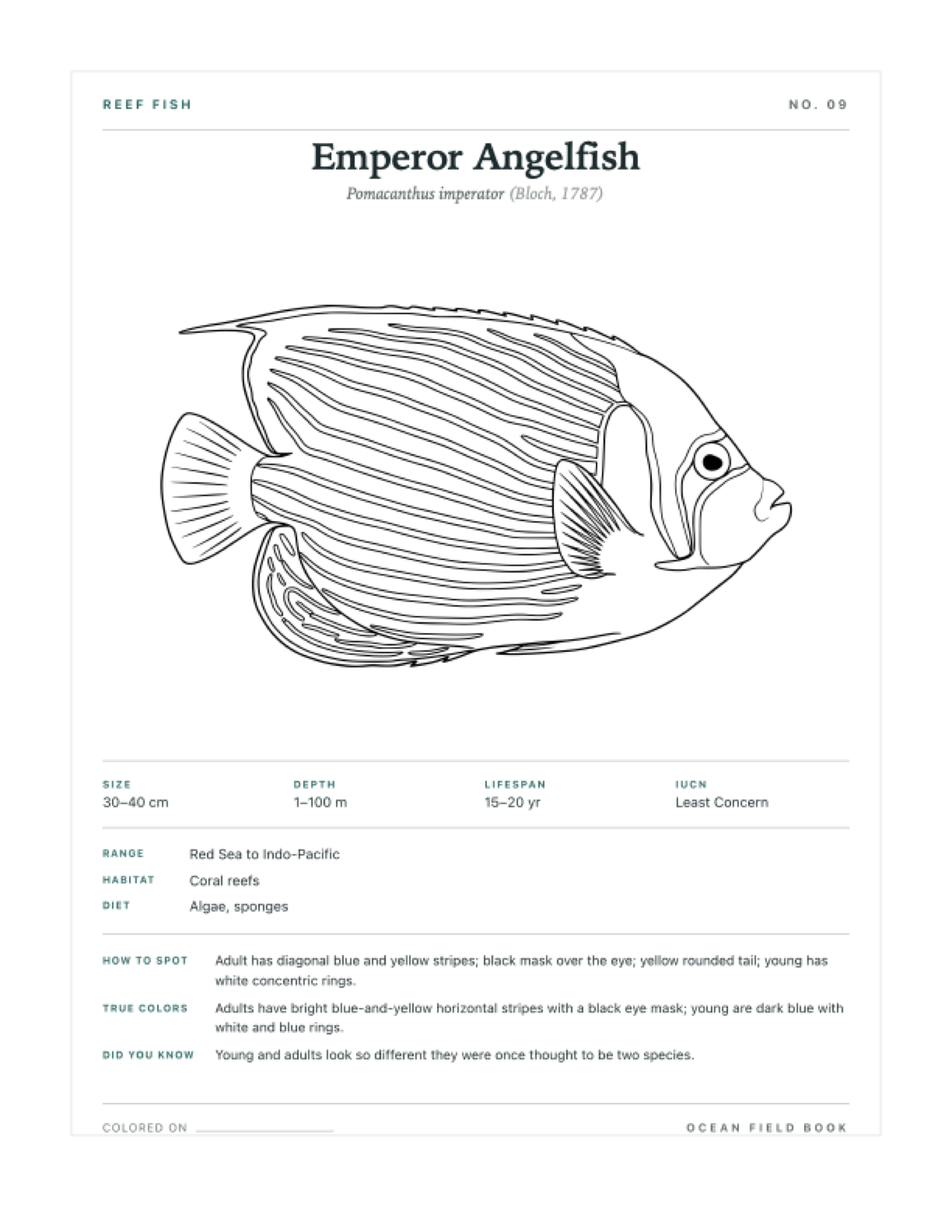 Emperor Angelfish coloring page — free printable field guide card