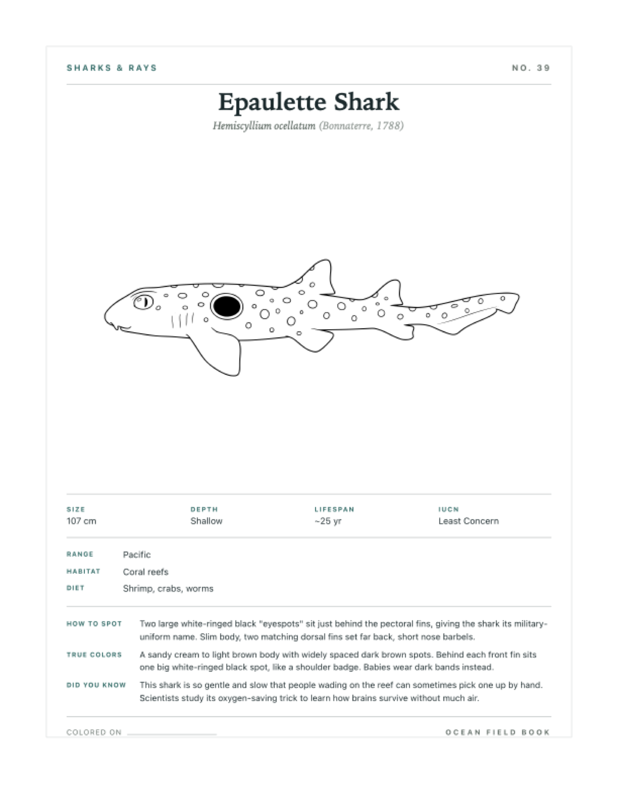 Epaulette Shark coloring page — free printable field guide card