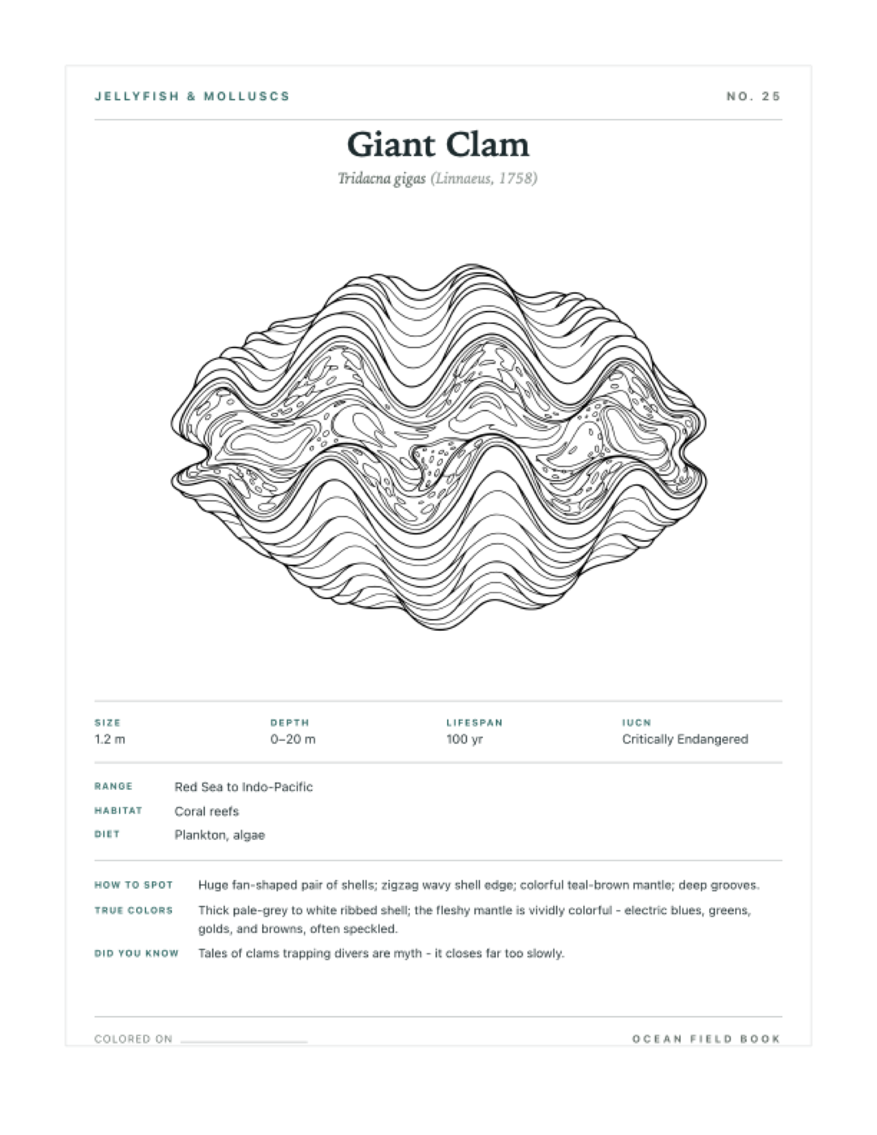 Giant Clam coloring page — free printable field guide card
