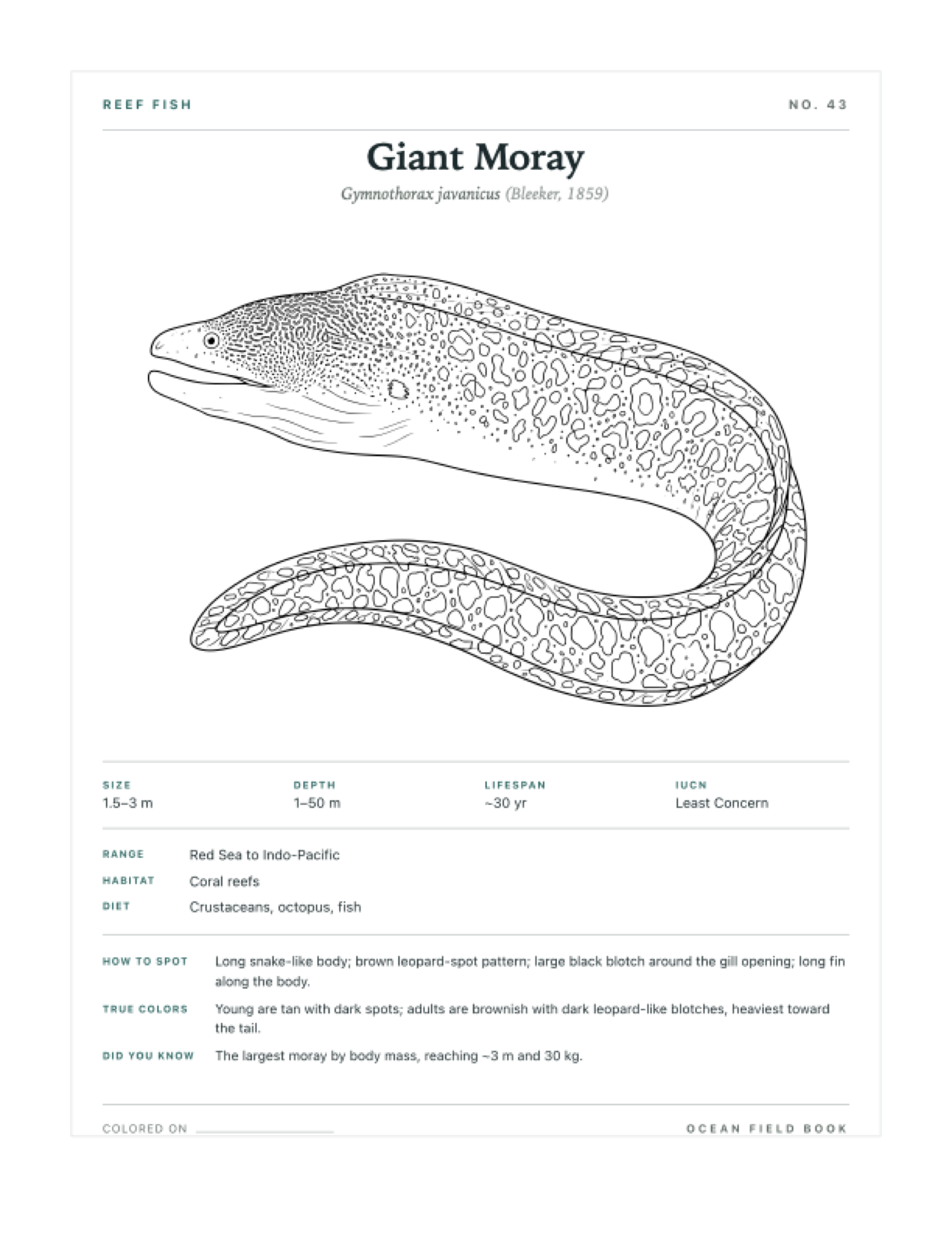 Giant Moray coloring page — free printable field guide card