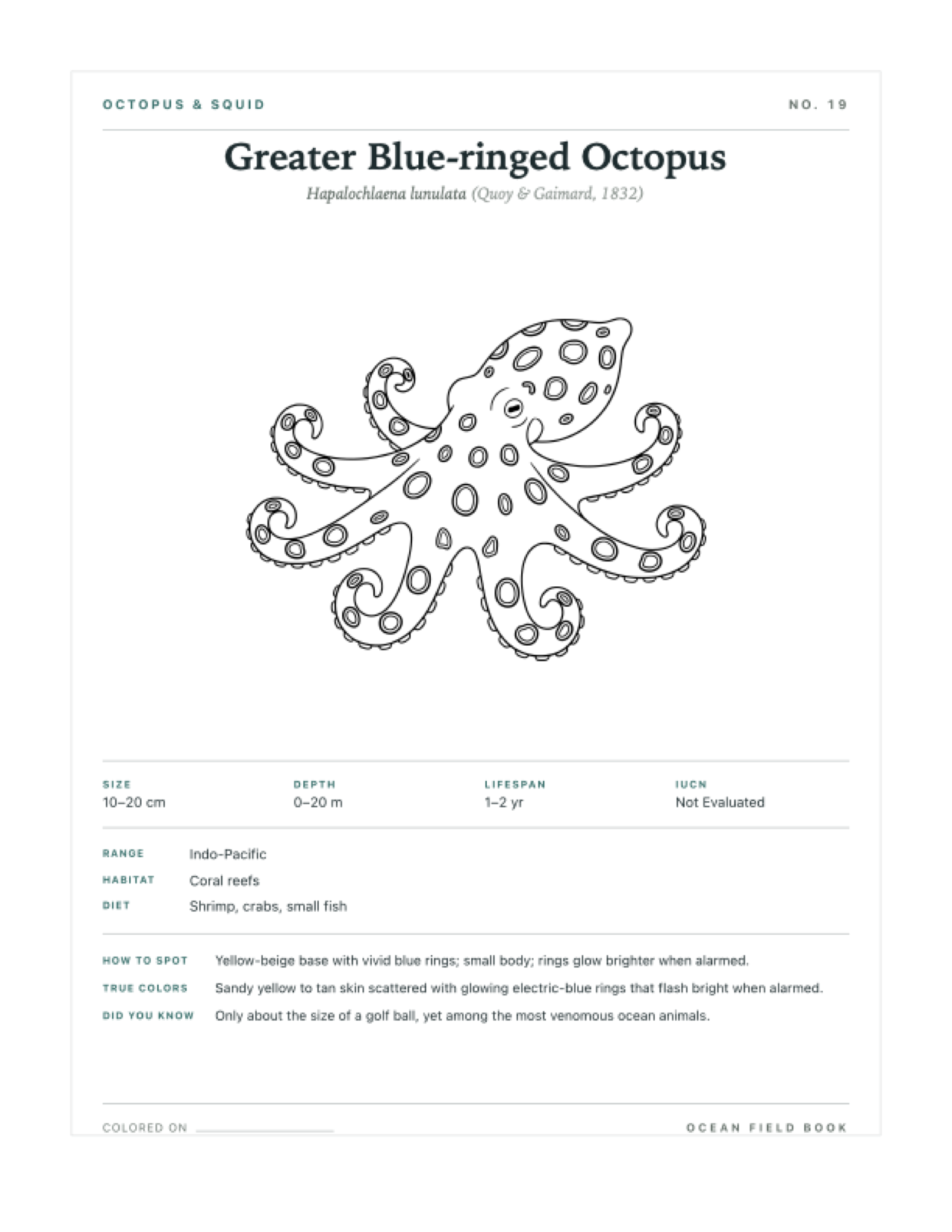 Greater Blue-ringed Octopus coloring page — free printable field guide card
