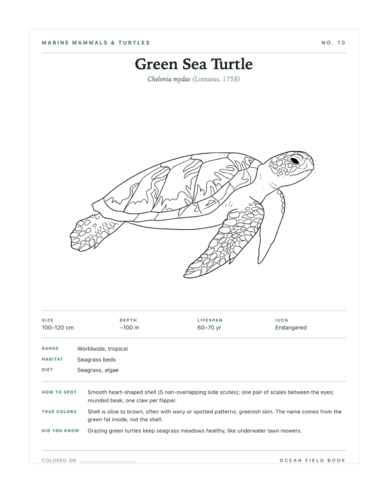 Green Sea Turtle coloring page — free printable field guide card
