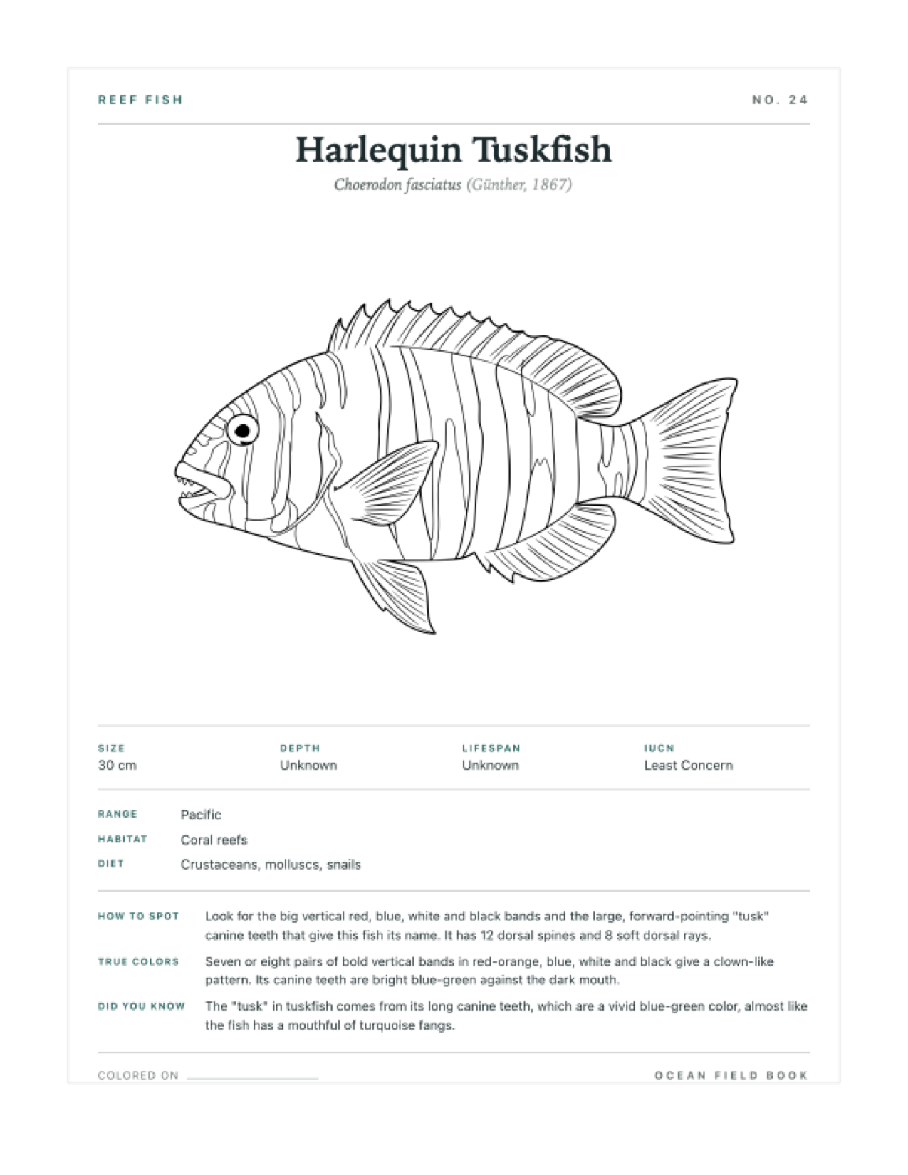 Harlequin Tuskfish coloring page — free printable field guide card