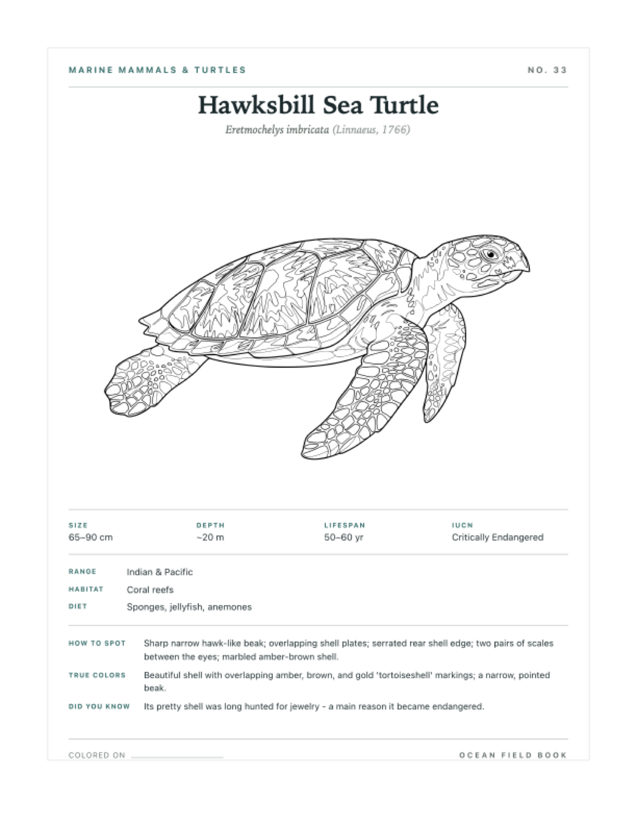 Hawksbill Sea Turtle coloring page — free printable field guide card