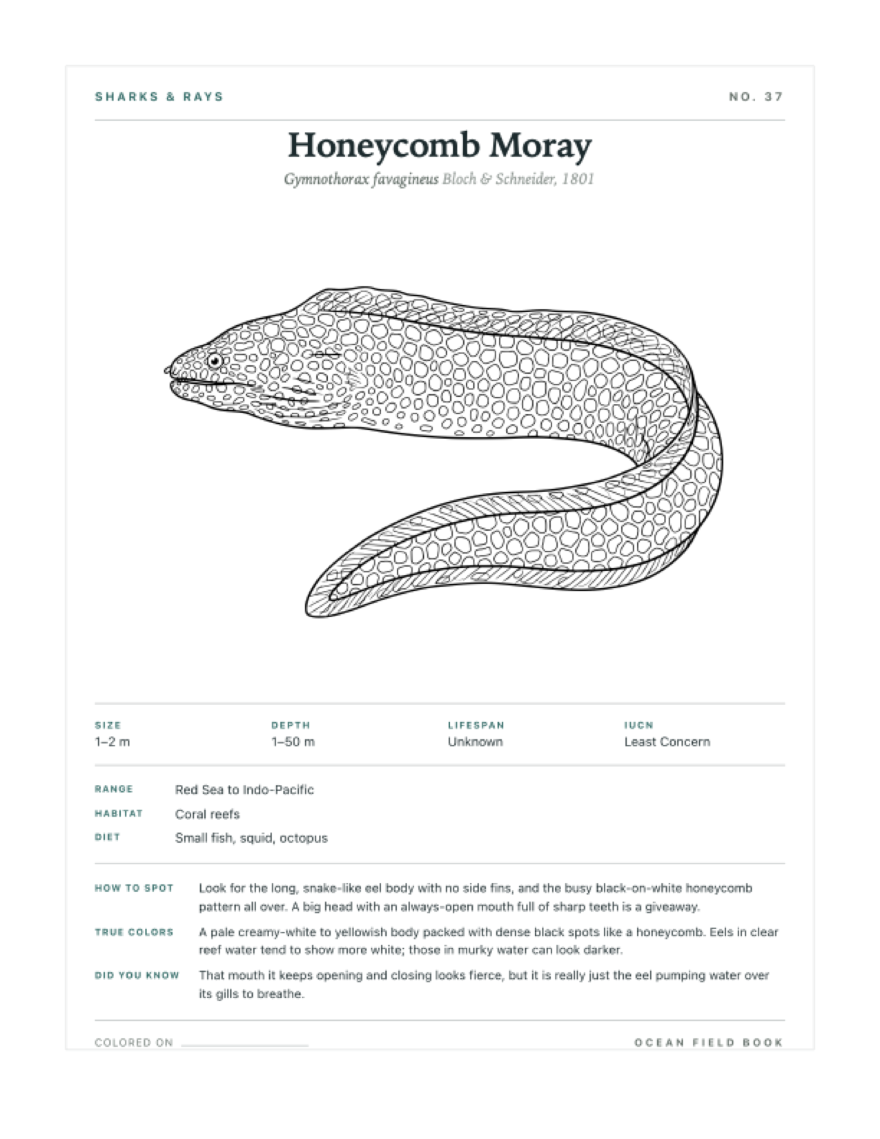 Honeycomb Moray coloring page — free printable field guide card