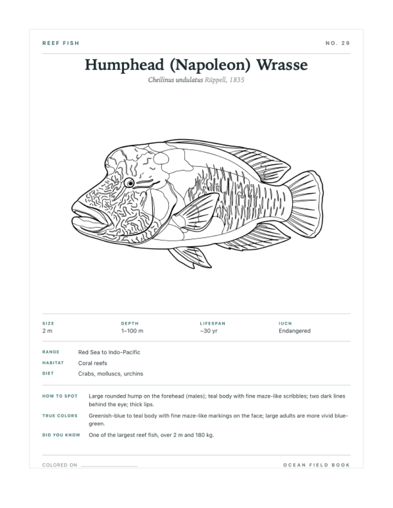 Humphead (Napoleon) Wrasse coloring page — free printable field guide card