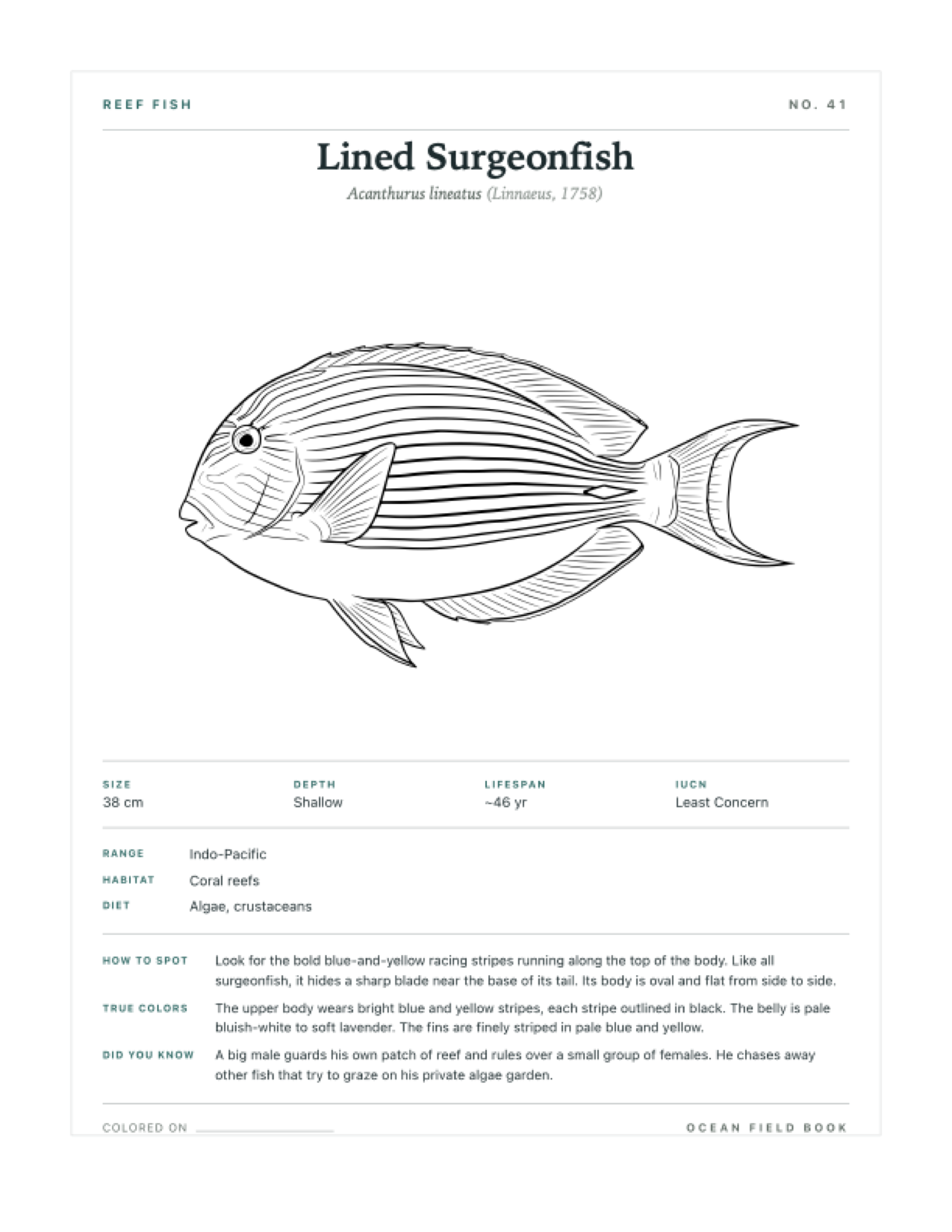 Lined Surgeonfish coloring page — free printable field guide card