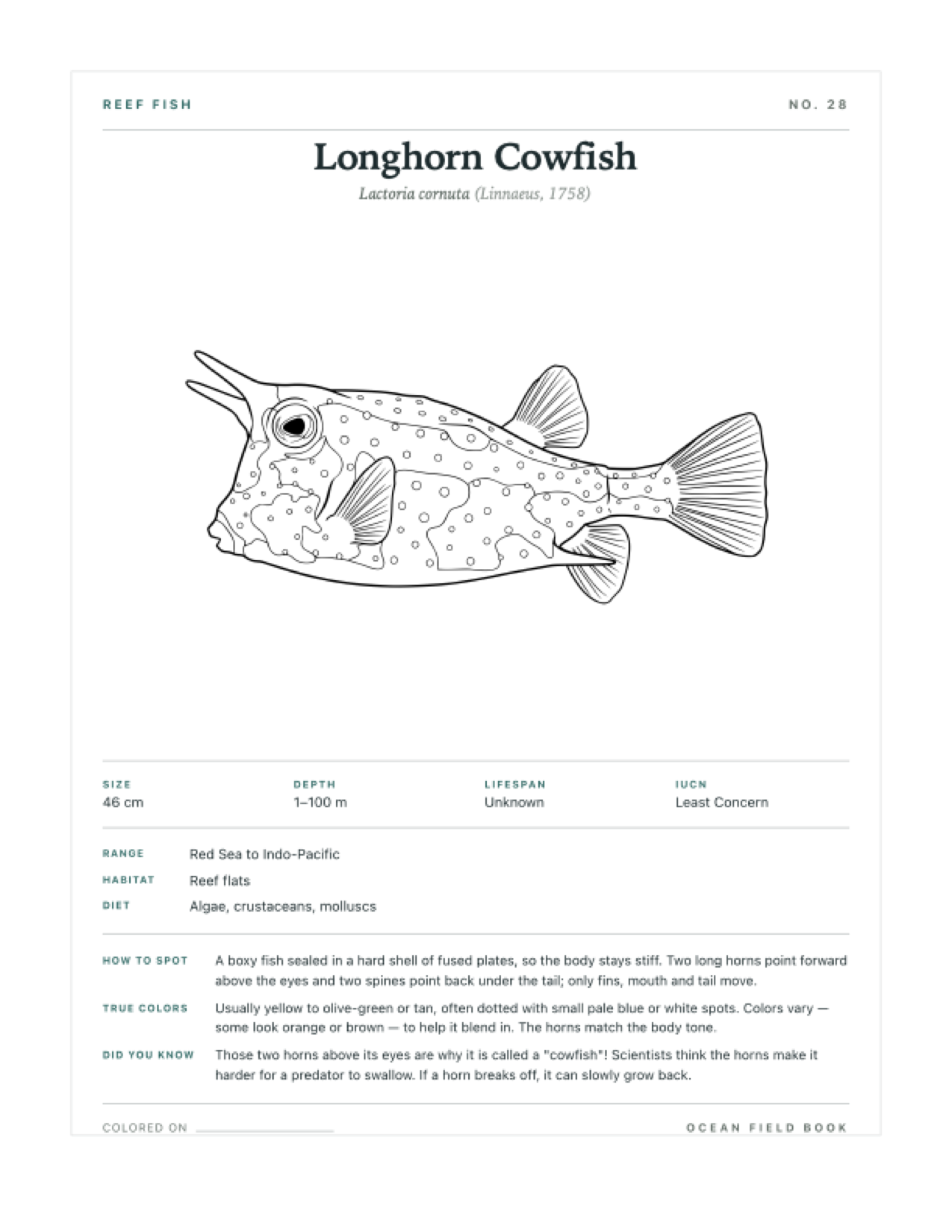 Longhorn Cowfish coloring page — free printable field guide card