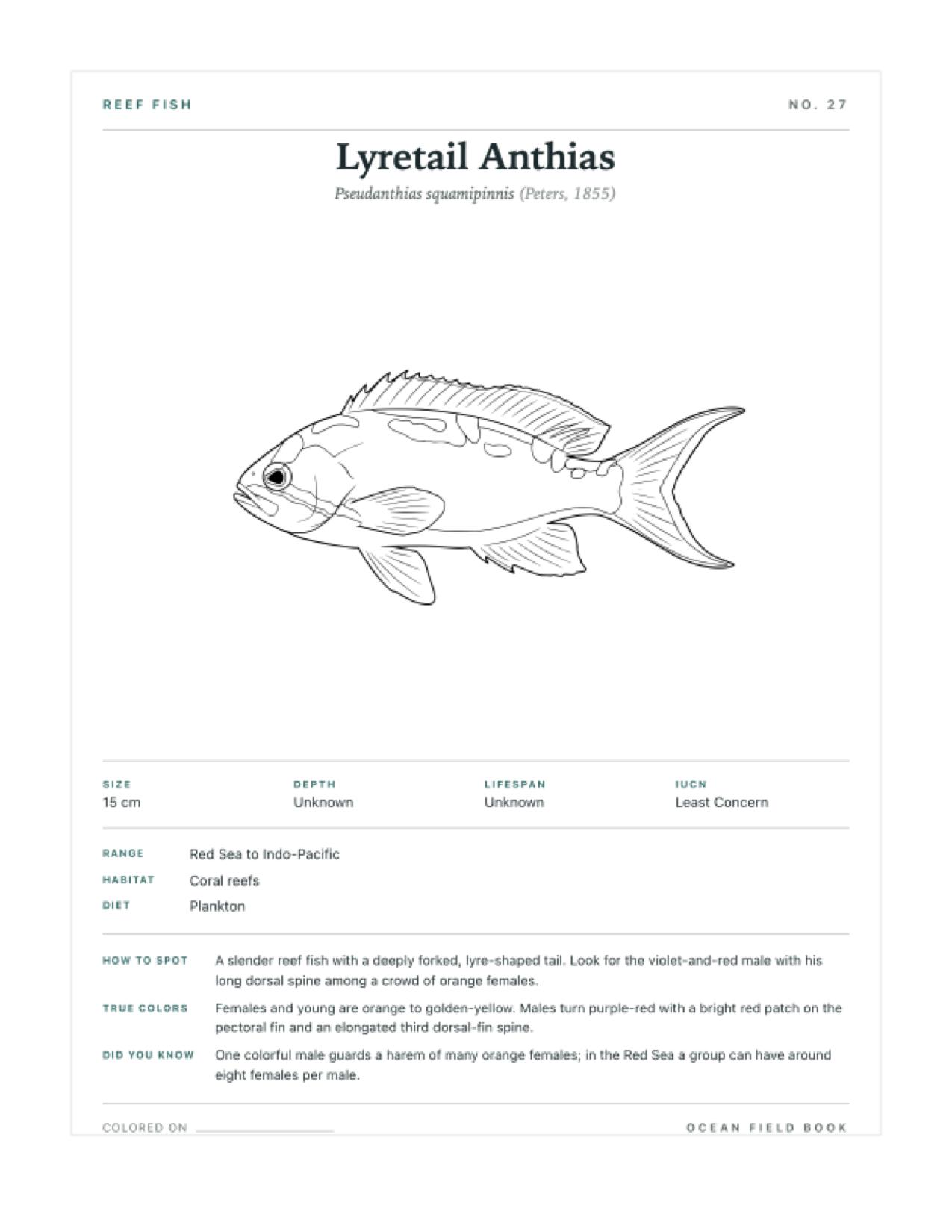 Lyretail Anthias coloring page — free printable field guide card