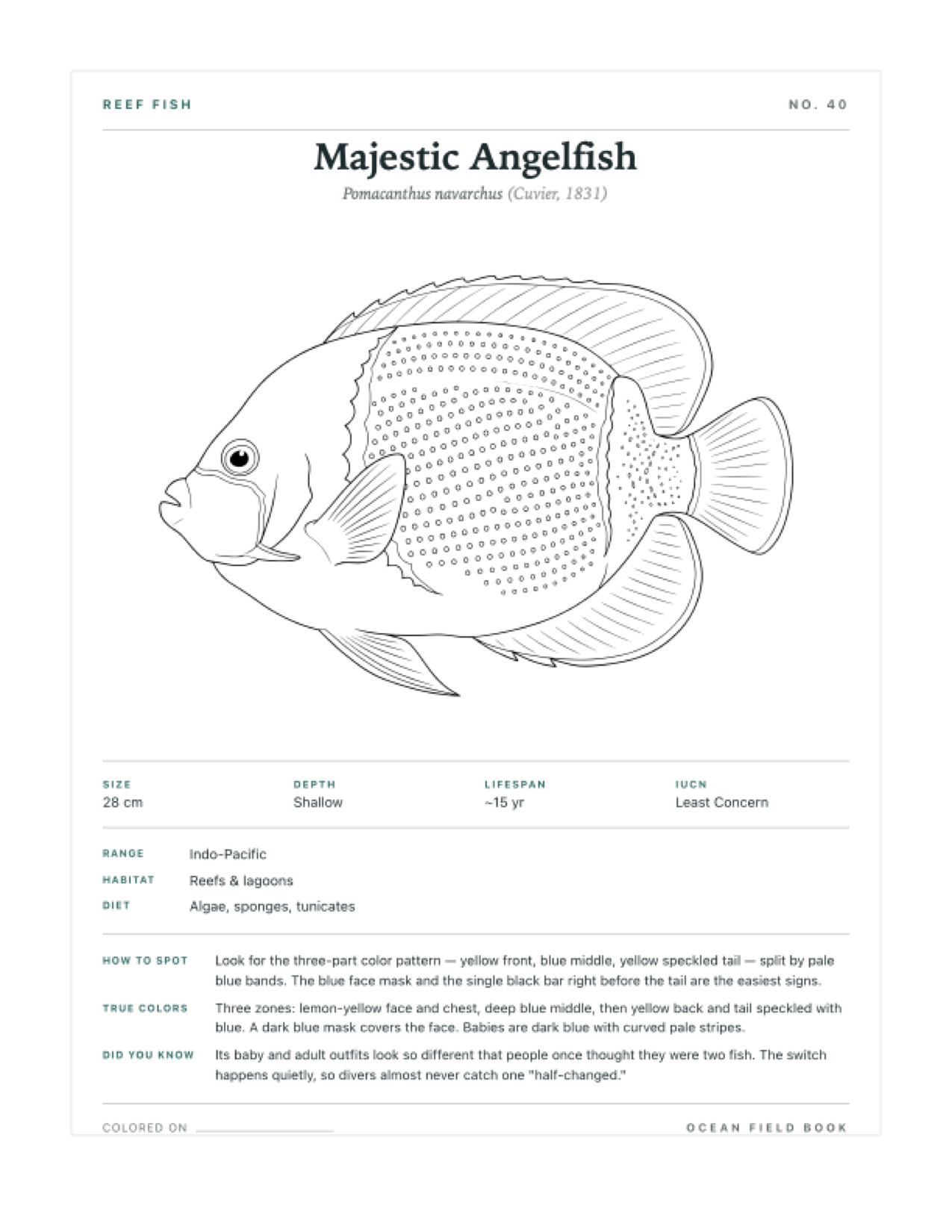 Majestic Angelfish coloring page — free printable field guide card