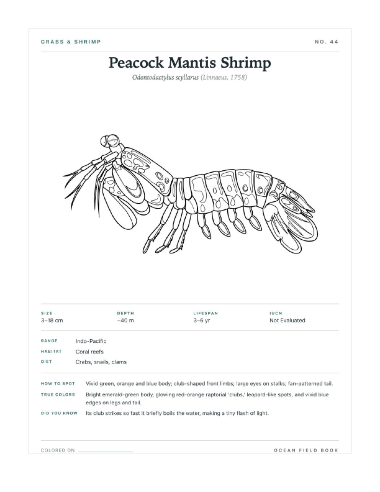 Peacock Mantis Shrimp coloring page — free printable field guide card