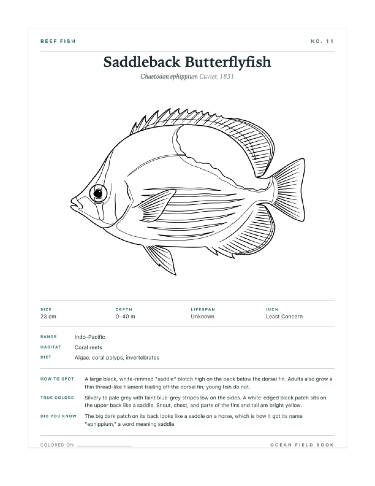 Saddleback Butterflyfish coloring page — free printable field guide card