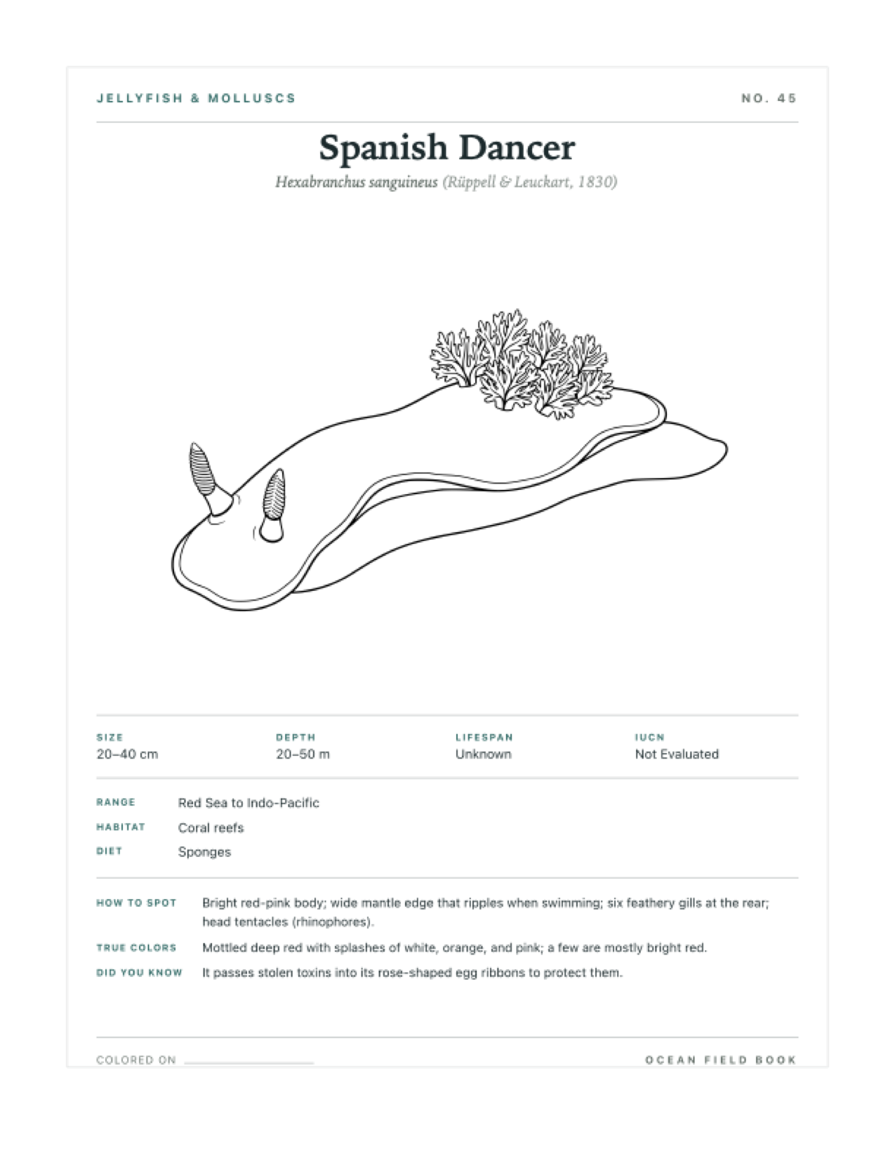Spanish Dancer coloring page — free printable field guide card