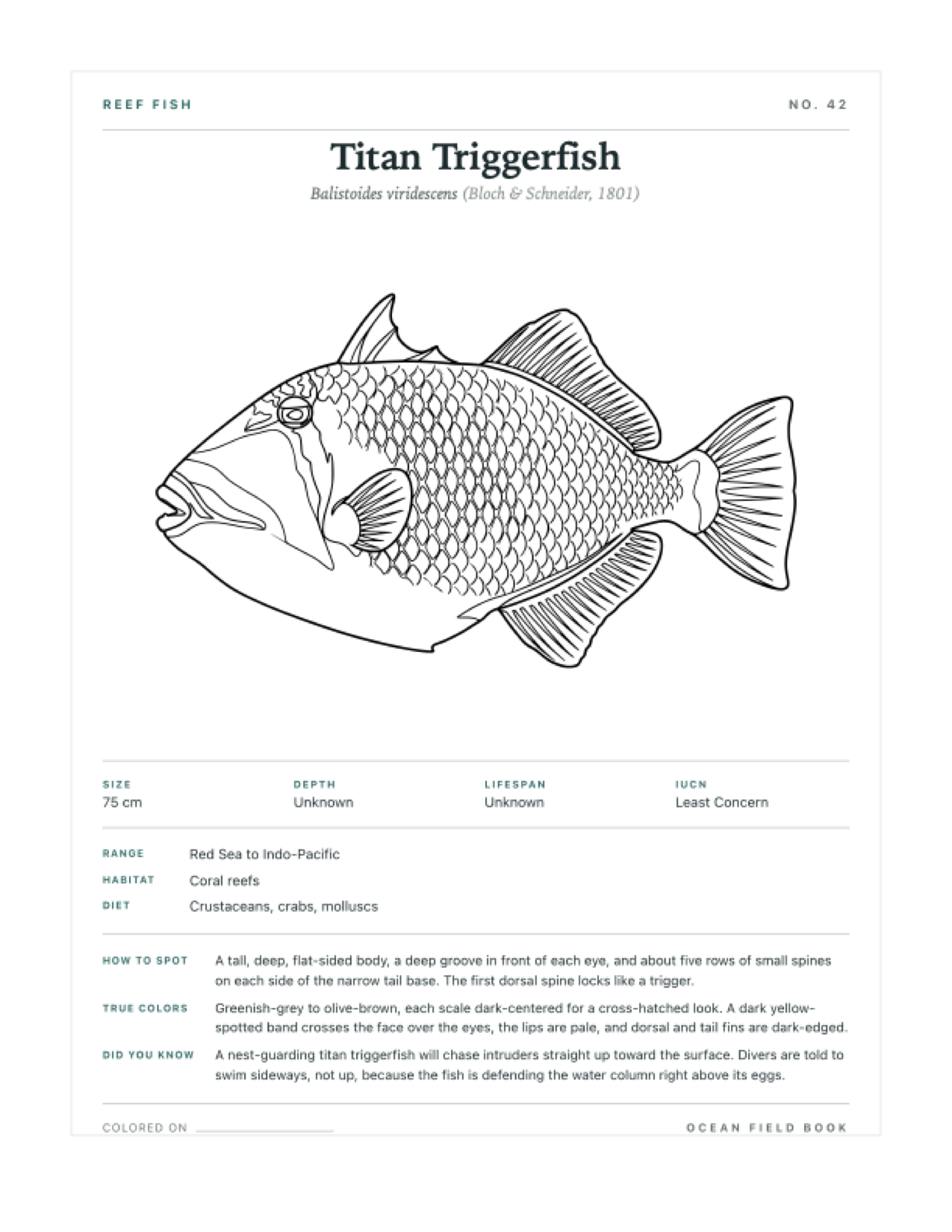 Titan Triggerfish coloring page — free printable field guide card