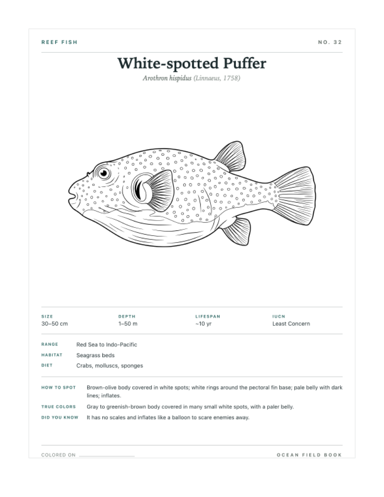 White-spotted Puffer coloring page — free printable field guide card
