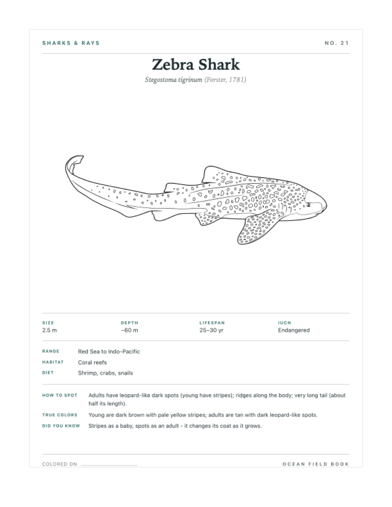 Zebra Shark coloring page — free printable field guide card