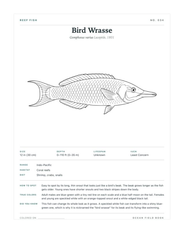 Bird Wrasse coloring page — field guide card
