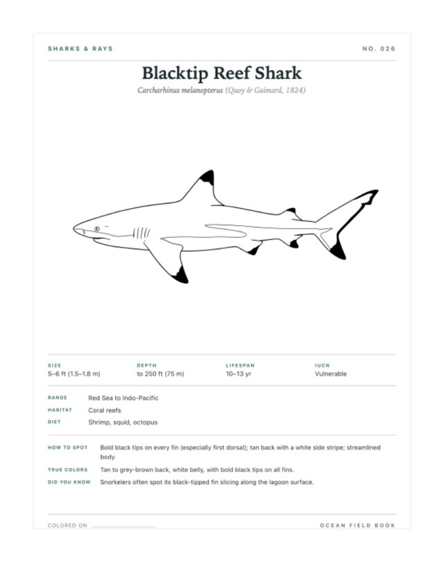 Blacktip Reef Shark coloring page — field guide card