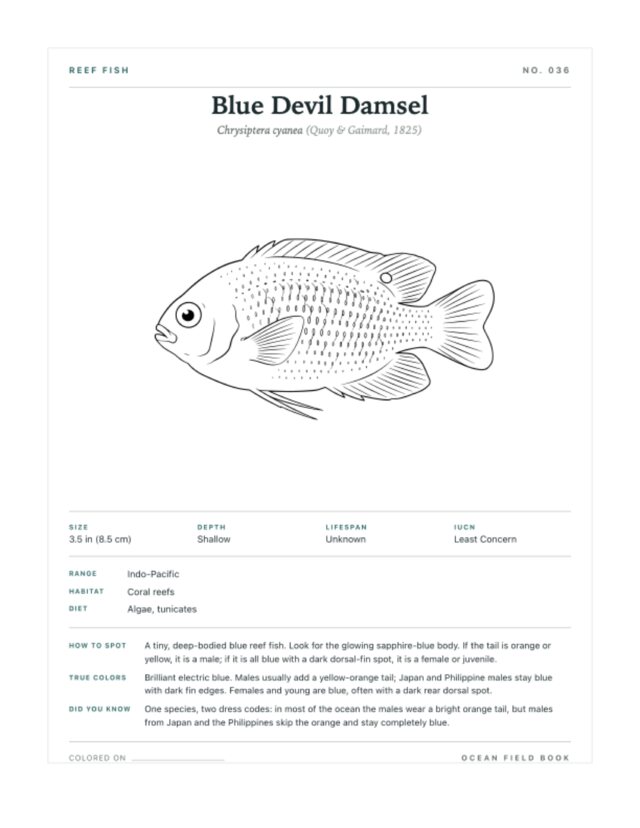Blue Devil Damsel coloring page — field guide card
