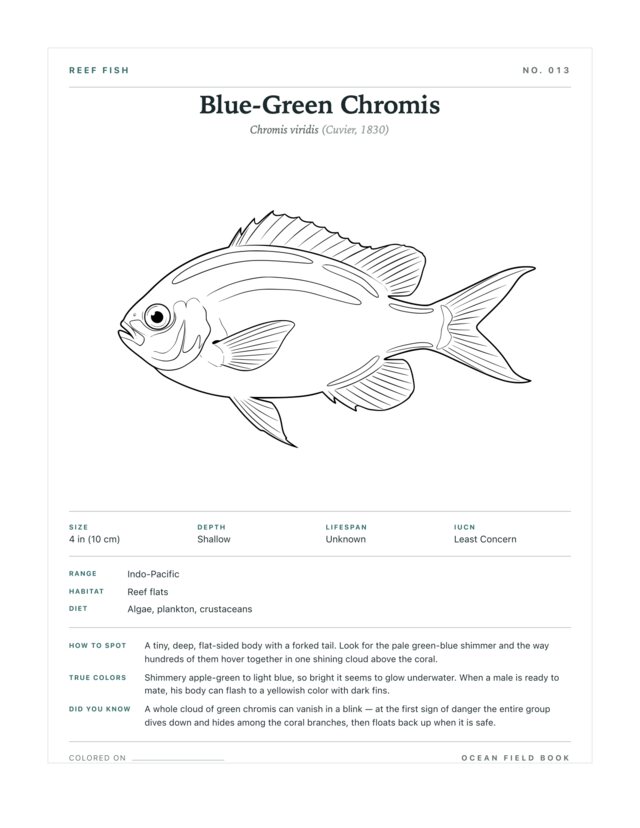 Blue-Green Chromis coloring page — field guide card