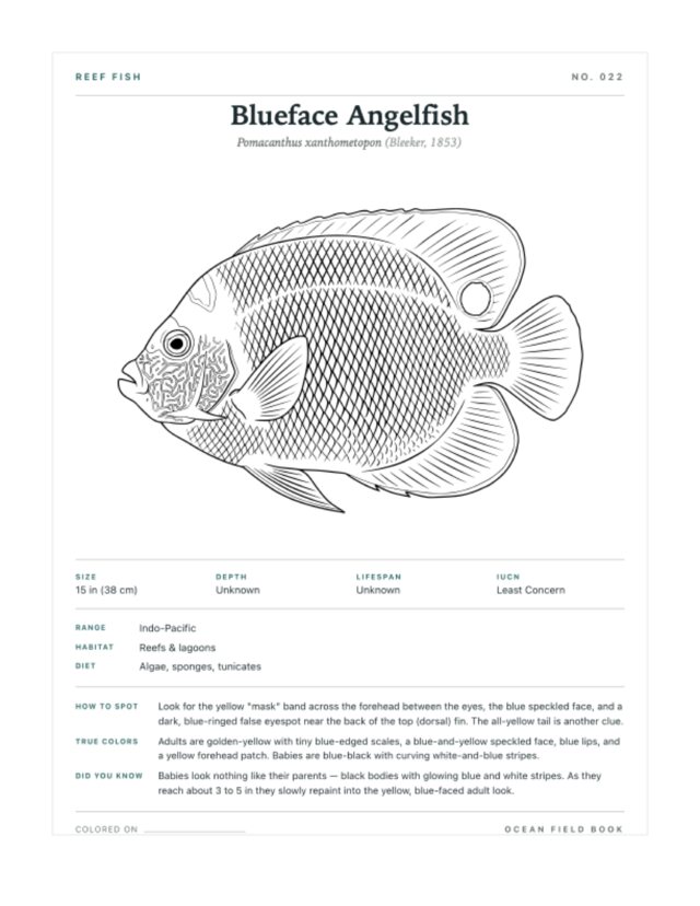 Blueface Angelfish coloring page — field guide card
