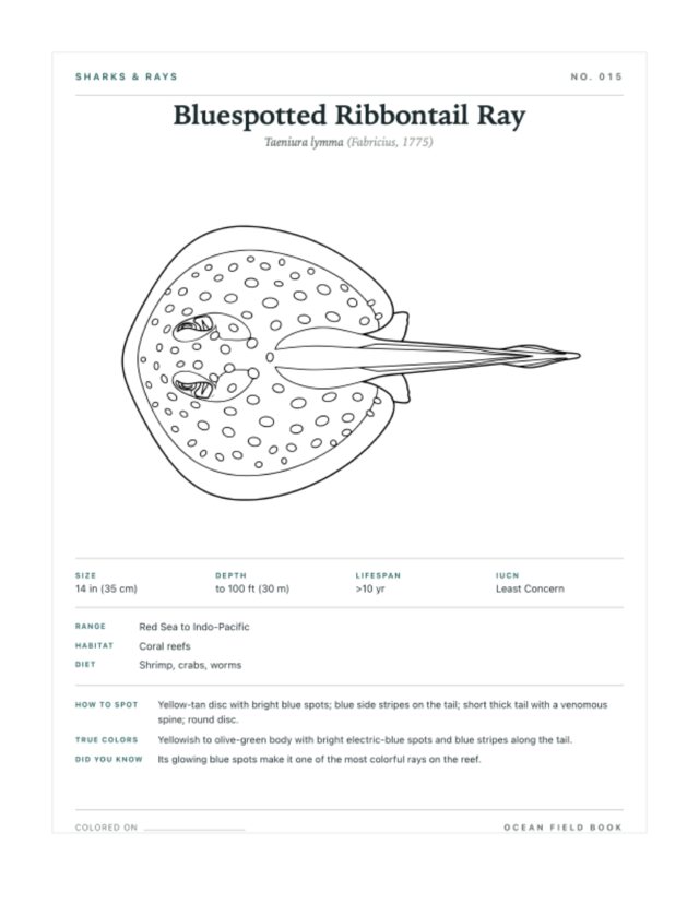 Bluespotted Ribbontail Ray coloring page — field guide card