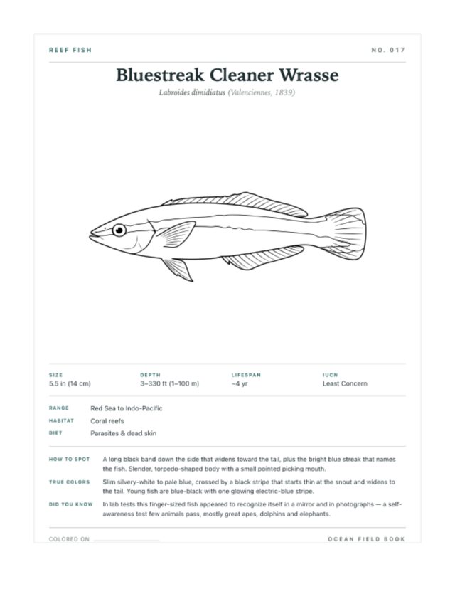 Bluestreak Cleaner Wrasse coloring page — field guide card