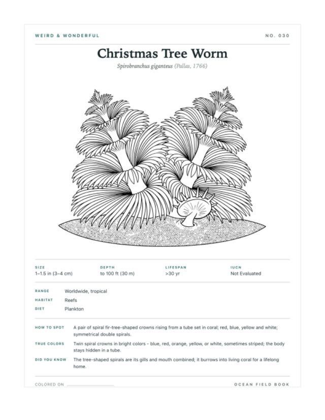 Christmas Tree Worm coloring page — field guide card