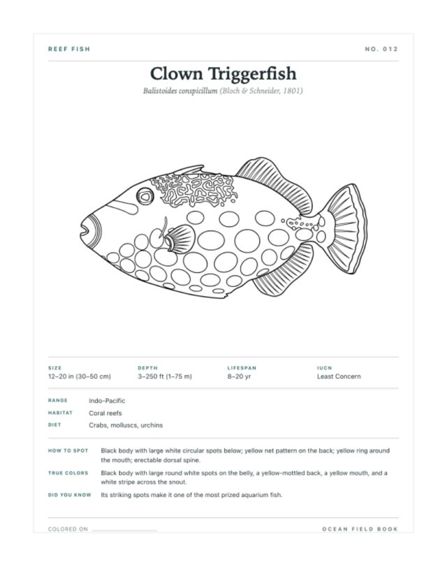 Clown Triggerfish coloring page — field guide card