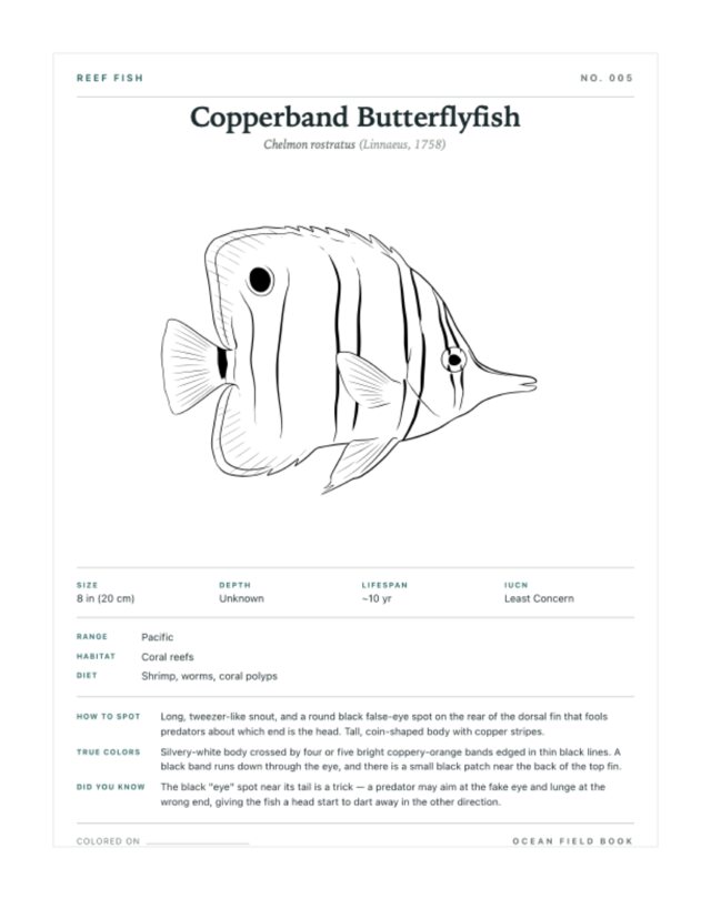 Copperband Butterflyfish coloring page — field guide card