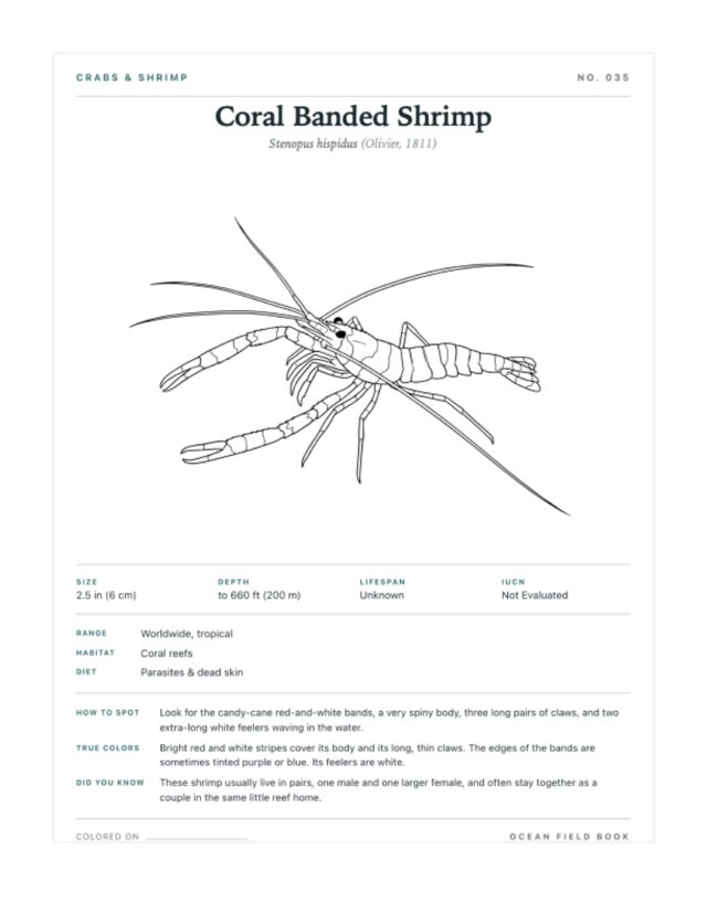 Coral Banded Shrimp coloring page — field guide card