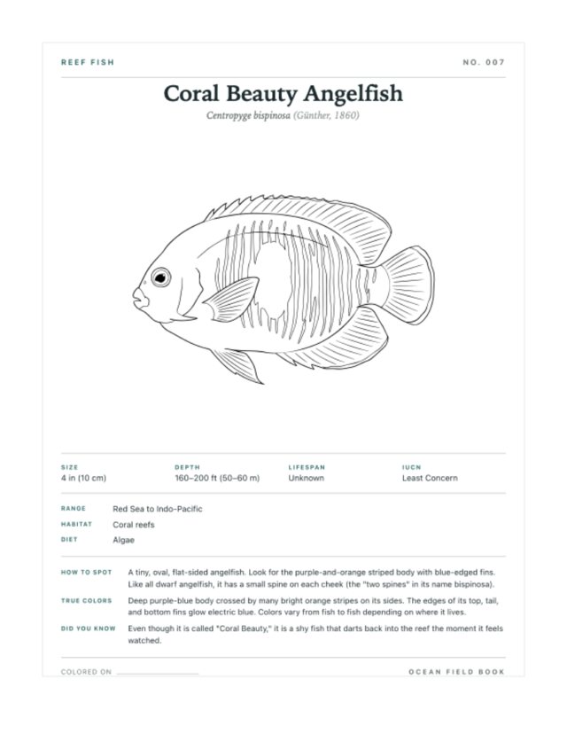 Coral Beauty Angelfish coloring page — field guide card