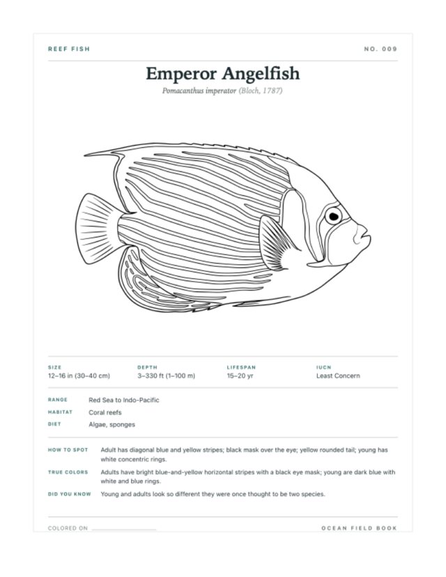 Emperor Angelfish coloring page — field guide card