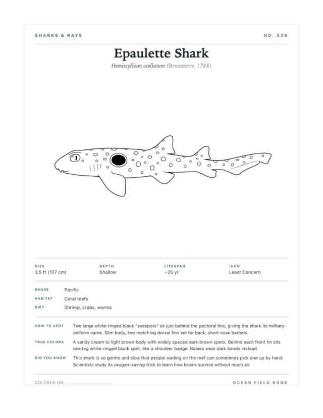 Epaulette Shark coloring page — field guide card