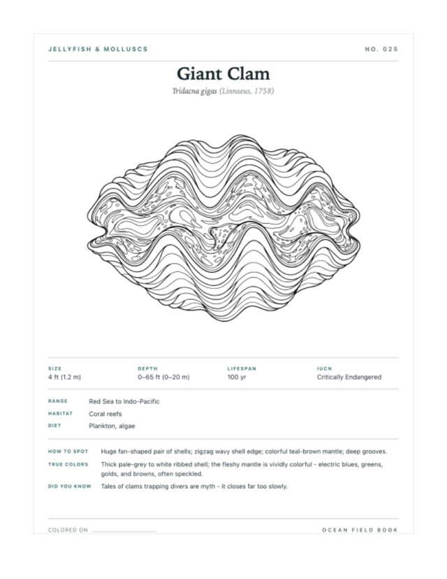 Giant Clam coloring page — field guide card