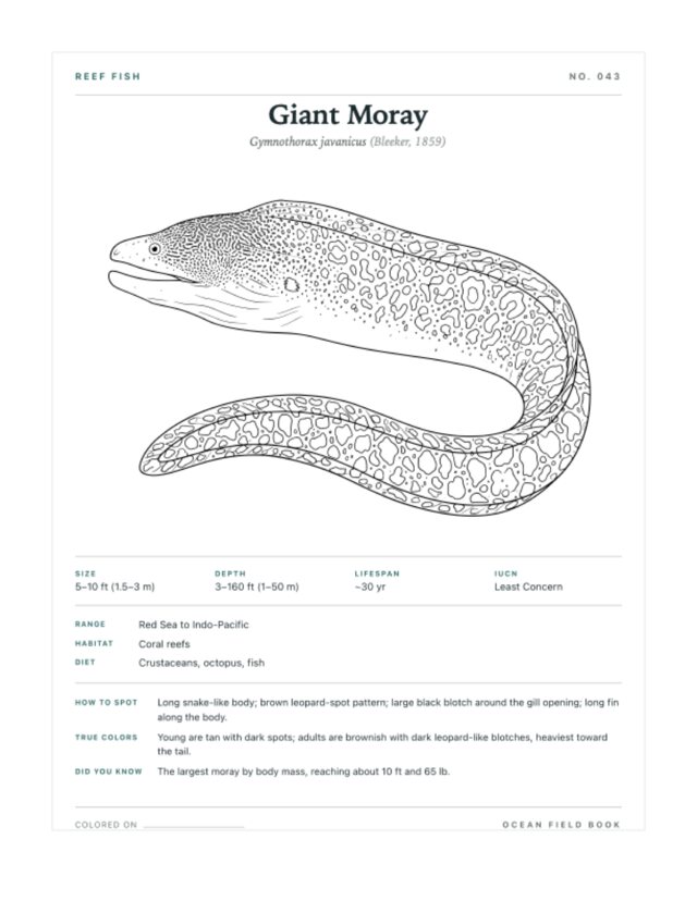 Giant Moray coloring page — field guide card