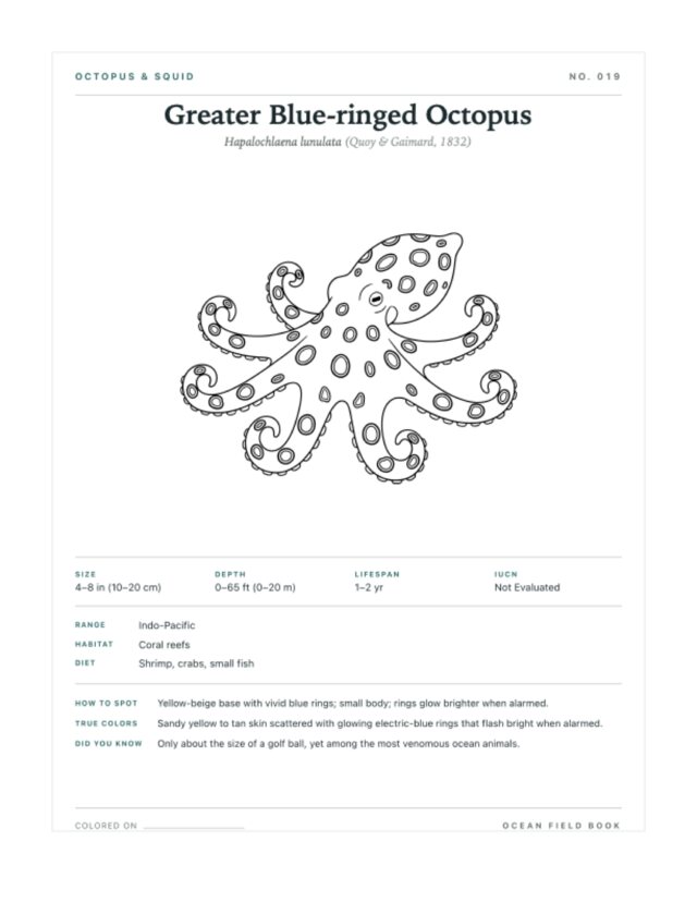 Greater Blue-ringed Octopus coloring page — field guide card