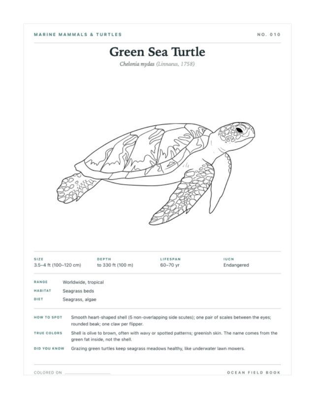 Green Sea Turtle coloring page — field guide card