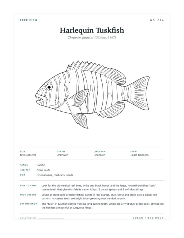 Harlequin Tuskfish coloring page — field guide card