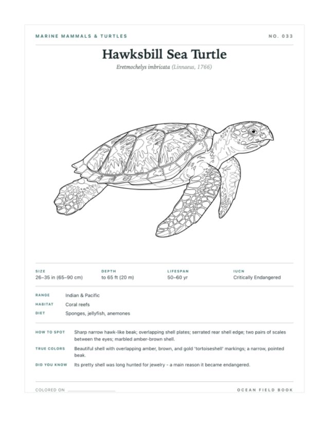 Hawksbill Sea Turtle coloring page — field guide card