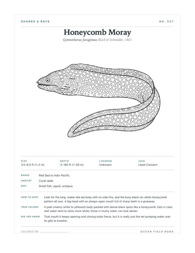 Honeycomb Moray coloring page — field guide card