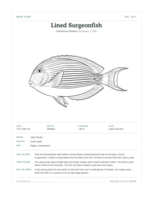 Lined Surgeonfish coloring page — field guide card