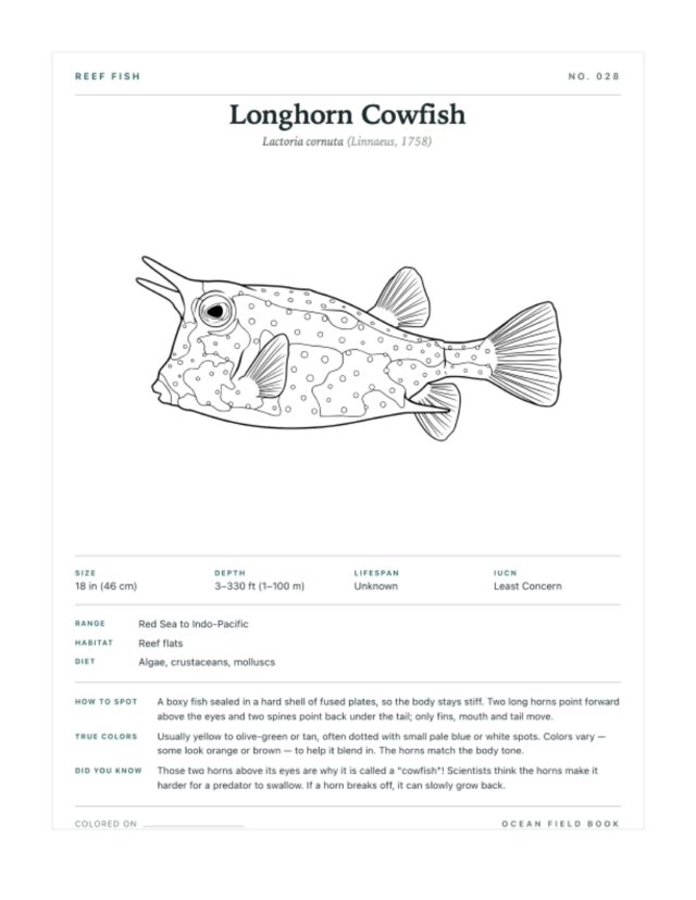 Longhorn Cowfish coloring page — field guide card